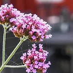 C11102-hemmet-faelledvej-2 * Hemmet